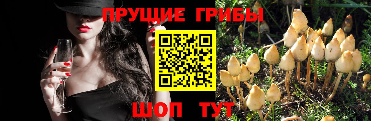 Спасск-Дальний  Псилоцибиновые грибы GOLDEN TEACHER  Вход с VPN 